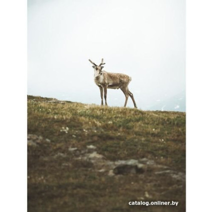 Беззеркальный фотоаппарат Olympus OM-5 Body (серебристый)