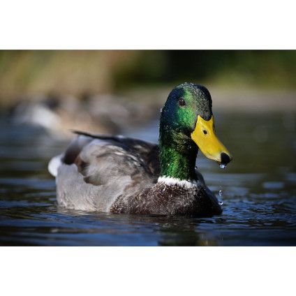 Беззеркальный фотоаппарат Nikon Z50 II Double Kit 16-50mm VR + 50-250mm VR