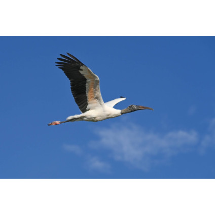 Беззеркальный фотоаппарат Nikon Z6 III Body