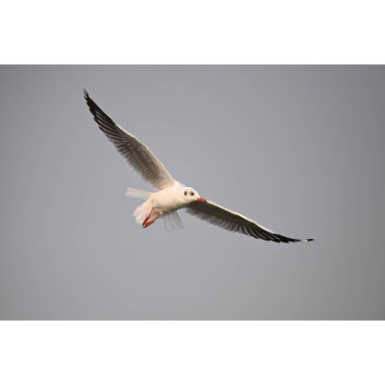 Беззеркальный фотоаппарат Nikon Z6 III Body