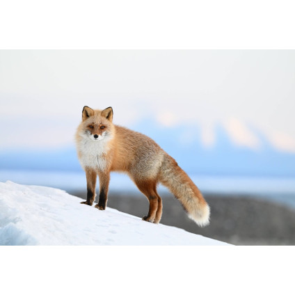 Беззеркальный фотоаппарат Nikon Z6 III Body