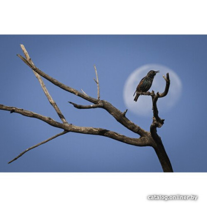 Беззеркальный фотоаппарат Nikon Z9 Body