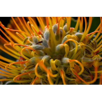 Беззеркальный фотоаппарат Fujifilm X-T50 Body (черный)