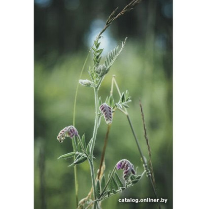 Беззеркальный фотоаппарат Olympus OM-5 Body (серебристый)