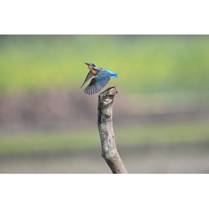 Беззеркальный фотоаппарат Nikon Z6 III Body