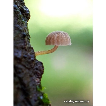 Фотоаппарат Olympus Tough TG-7 (черный)