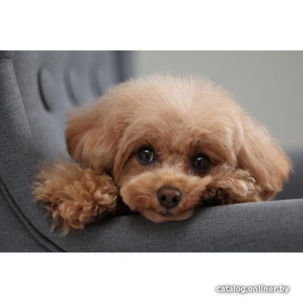 Беззеркальный фотоаппарат Canon EOS R10 RF-S 18-45mm F4.5-6.3 IS STM + адаптер крепления EF-EOS R