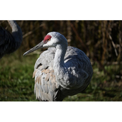 Беззеркальный фотоаппарат Nikon Z50 II Body