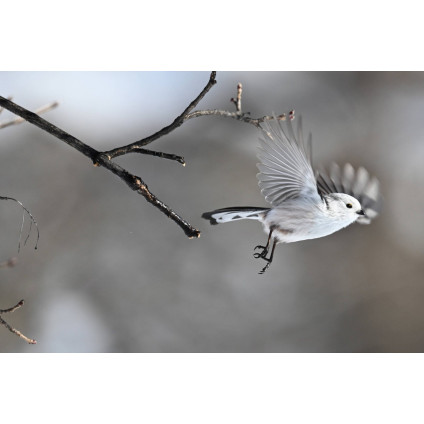 Беззеркальный фотоаппарат Nikon Z6 III Body